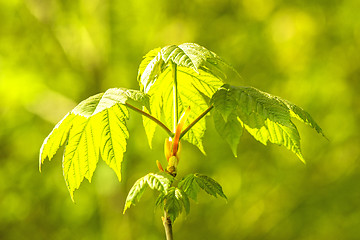 Image showing maple bud in spring