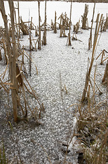 Image showing Frozen pond