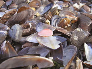 Image showing Lot of Seashells