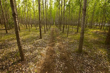 Image showing Forest