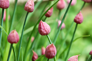 Image showing Closed chive flower buds