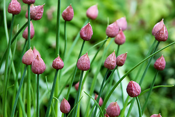 Image showing Closed chive flower buds