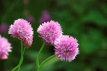 Image showing Three delicate pink blooms on a chive plant
