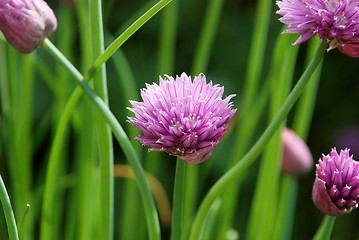 Image showing Closeup of a chive flower head