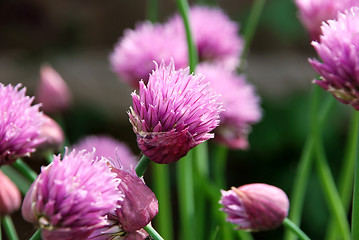 Image showing Pink chive flowers opening