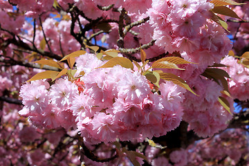 Image showing Tree with pink flowers