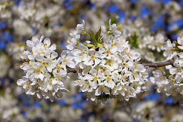 Image showing cherry in flowers