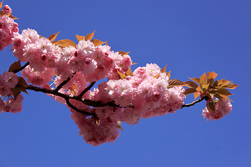 Image showing Tree with pink flowers