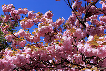 Image showing Tree with pink flowers