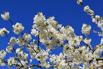 Image showing cherry in flowers