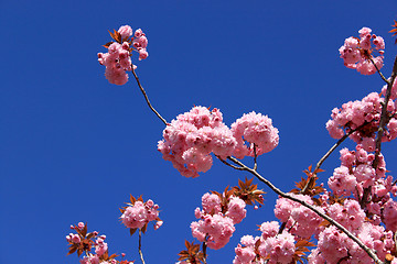 Image showing Tree with pink flowers
