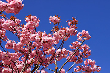 Image showing Tree with pink flowers