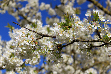 Image showing cherry in flowers