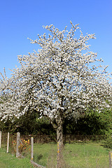 Image showing cherry in flowers