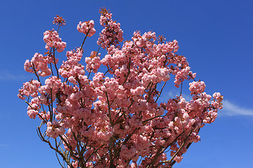 Image showing Tree with pink flowers