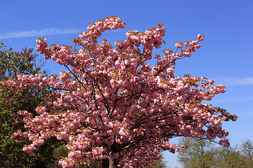 Image showing Tree with pink flowers