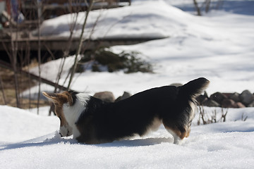 Image showing playing in snow