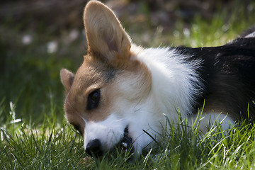 Image showing chewing