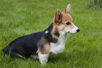 Image showing puppy on lawn
