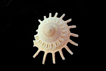 Image showing Sea shell