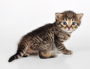 Image showing beautiful cute  kitten looking back