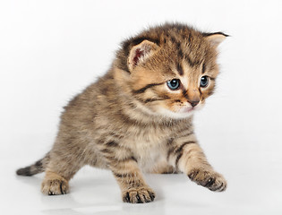 Image showing beautiful cute kitten walking alone