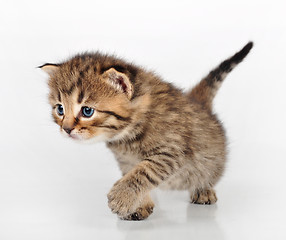 Image showing beautiful cute kitten walking