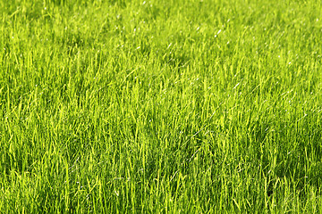 Image showing Green sunny grass background
