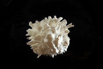 Image showing Sea shell