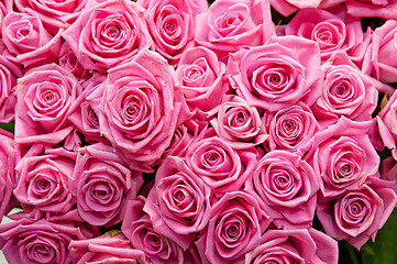 Image showing roses background