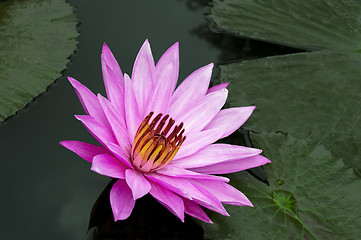 Image showing Delicate Pink Lotus.