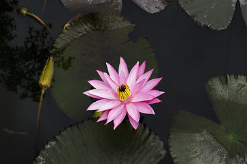 Image showing Lotus.