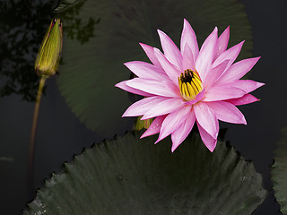 Image showing Lotus with a little little spider.