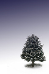Image showing Tree with Bluebackground