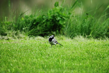 Image showing White wagtail