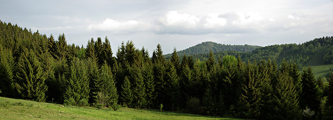 Image showing Pine Forest