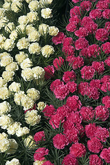 Image showing Carnations