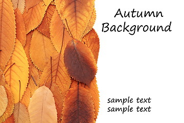 Image showing autumnal backdrop