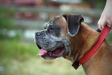 Image showing closeup of a boxer dog