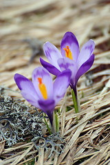 Image showing purple crocus sativus