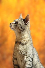 Image showing striped cat in autumn scene