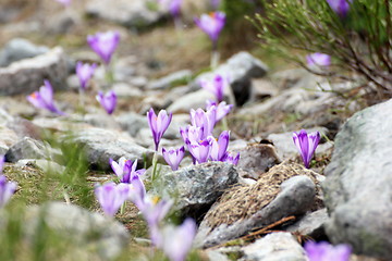Image showing wild flowers on rocky terrain