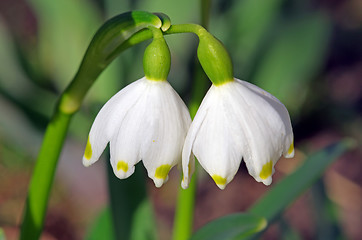 Image showing Snowdrops