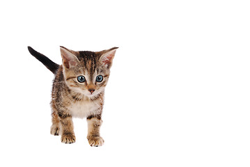 Image showing Tabby Kitten on White