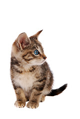 Image showing Cute Blue Eyed Tabby Kitten