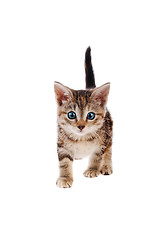 Image showing Playful Striped Kitten with Blye Eyes