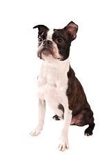 Image showing Boston Terrier Dog Standing