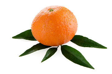 Image showing Fresh orange mandarin