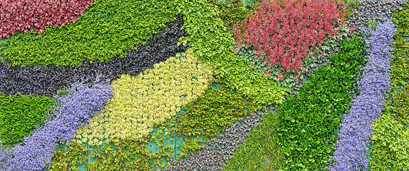 Image showing Multicolored carpet of living plants