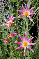 Image showing Dahlia, variety Marie Schnugg